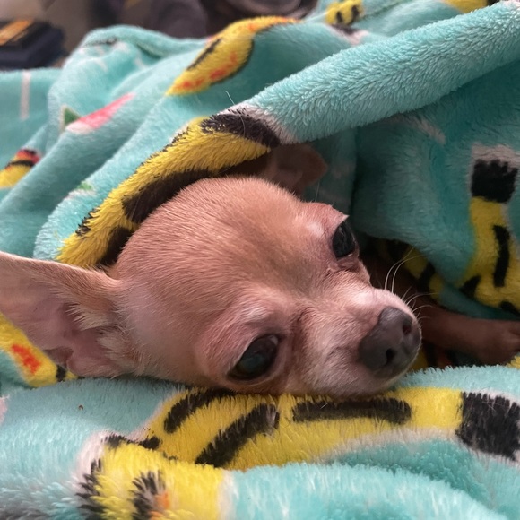 Meet your Posher, Evelyn - Picture 8 of 8